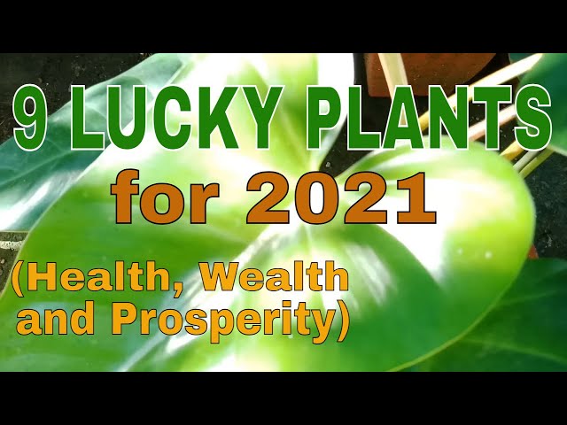 LUCKY PLANTS FOR 2021 - 2022 FENG SHUI PLANTS PAMPASWERTENG HALAMAN FOR HEALTH WEALTH AND PROSPERITY