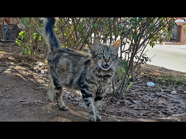 Pregnant Street Cat Asks for Food! Watch Her Heartwarming Reaction! 🍽️❤️