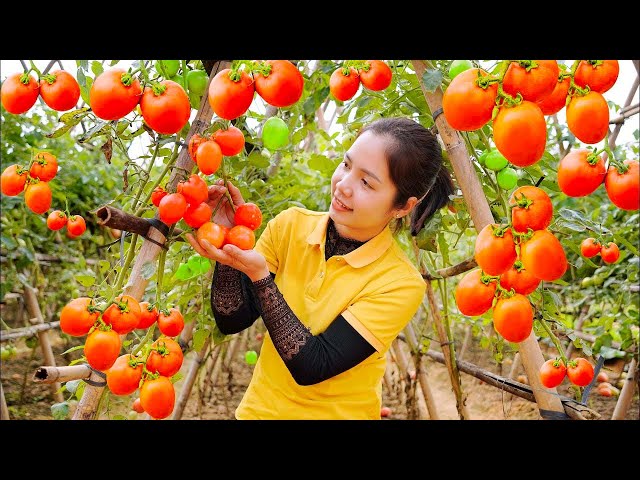 How to Harvesting Tomato Garden After 45 of Days Care and Goes to Market Sell | Hanna Daily Life