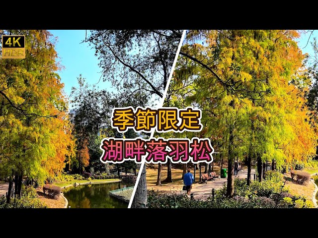 【4K HDR 60 FPS 季節限定】青衣公園  紅葉2025  湖畔落羽松  變成橙黃色｜週街走｜四圍走｜四圍拍