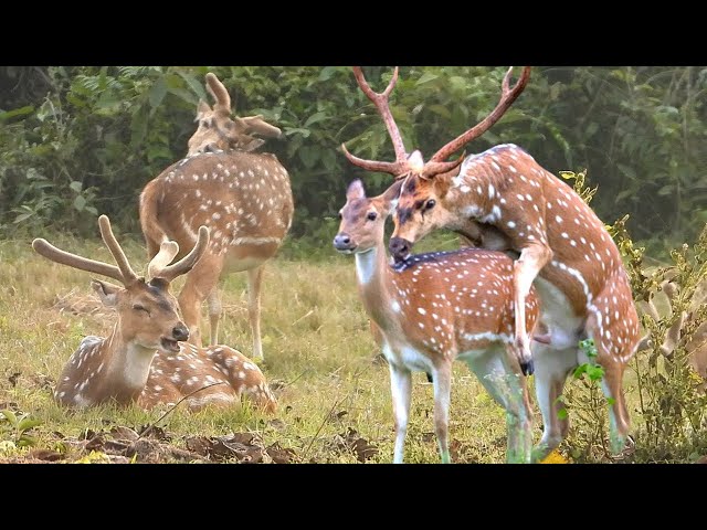 4k wildlife animals & birds | animal cam | jungle safari| animal live