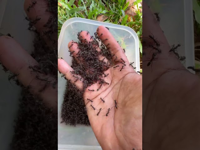 Halloween fire ants skills Vs Gentle man skills