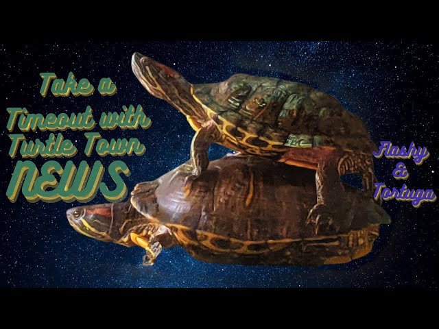 Spend some time Relaxing with Turtles & Music! 🐢#pets #Aquarium ALL #turtles NO #News