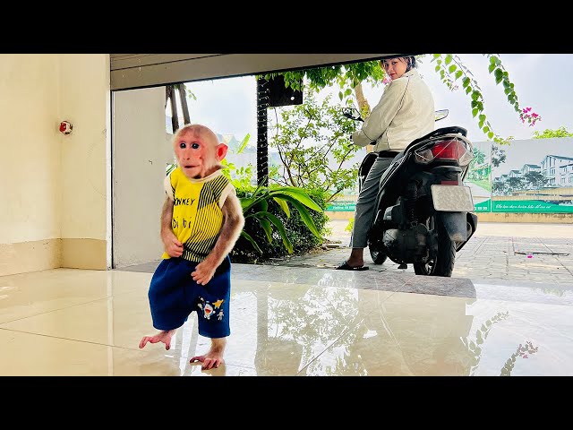 So Cute! Bibi obediently waits for mom to buy breakfast!