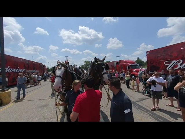 Budweiser Clydesdale 8-4-2019 Family Fare Sparta MI