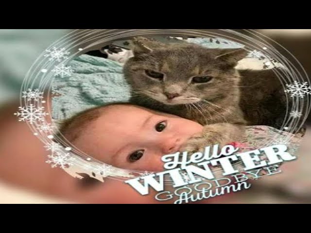 Cute Baby Cats💗Funny Compilation Cute Moment Of The Cats #2