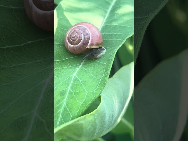 Beautiful View of a Snail 🐌 #nature #snail #beautiful #snaillife #subscriber #youtubeshorts