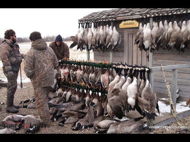 Hired to Hunt Season 3 #7:  Can't Always Get What You Want. Waterfowl Hunting. Limit hunts Alberta