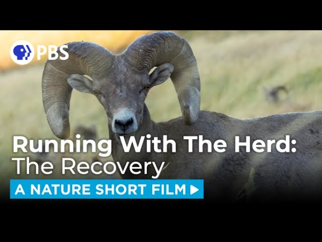 A Pandemic Comeback For Big Horn Sheep | A NATURE Short Film