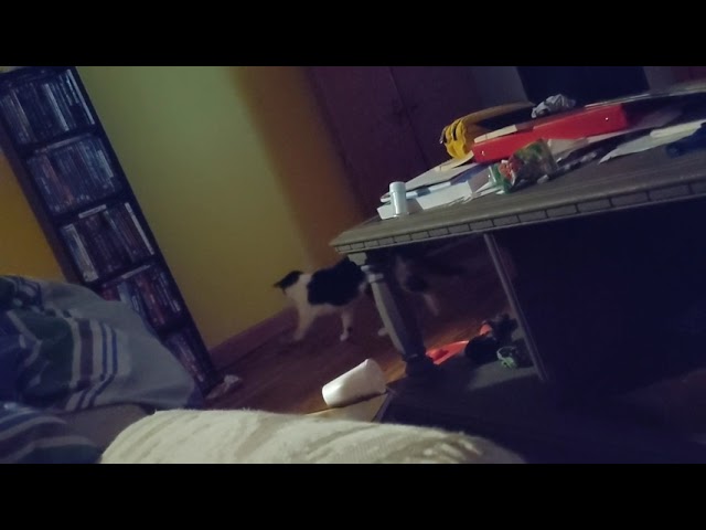 Pet Vlog: Simon Playing with his Scratching Post and Toys