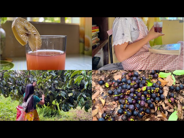 Don’t throw your mangosteen peel make it a tea// Rural simple living| cottage life