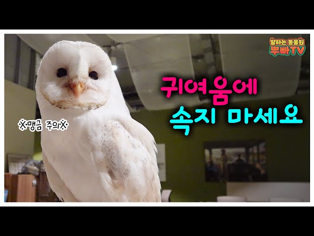 (SUB) I'm Cute But I'm Raptor🦅│Fantastic Wings