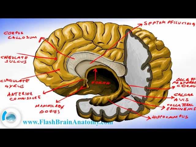 Brain Anatomy - Brain Fornix and Ventricle Anatomy