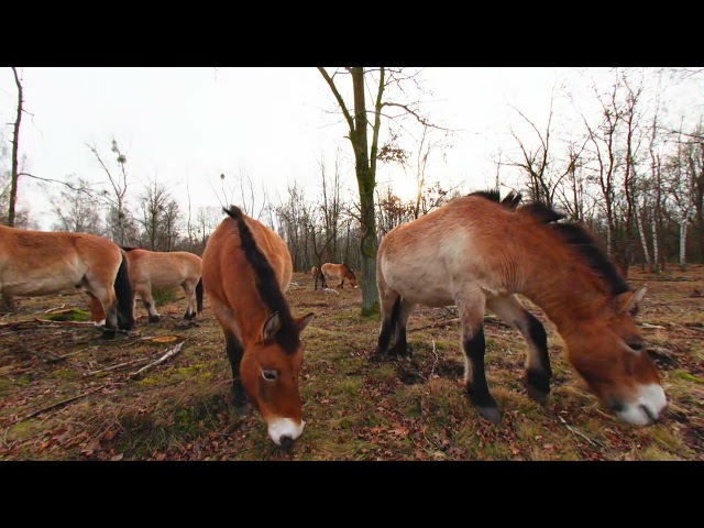 Sielmanns Megaherbivoren VR_180_LR