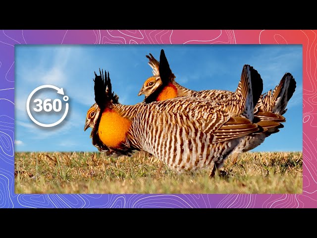 Experience the Incredible Lek Mating Ritual of the Greater Prairie Chicken