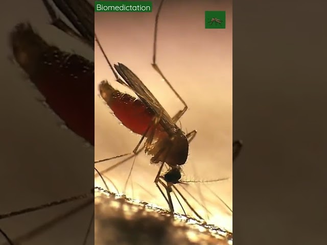 Mosquito sucking blood😱😱 | Biomedictation #shorts #mosquito #amazing