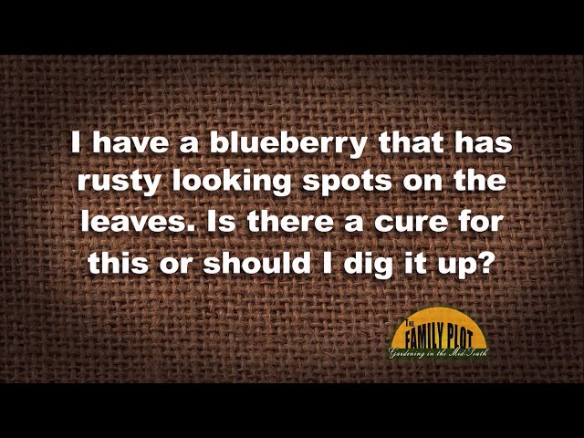 Q&A - I have a blueberry that has rusty looking spots. Is there a cure for this?