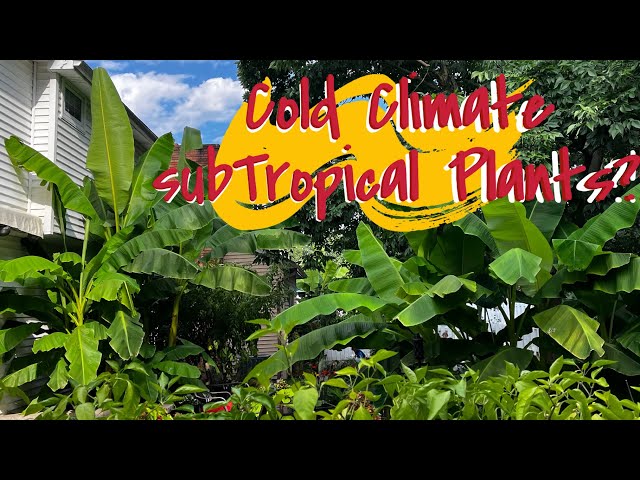 Growing Tropical Plants in Colder Climates | The Barefooted Gardener