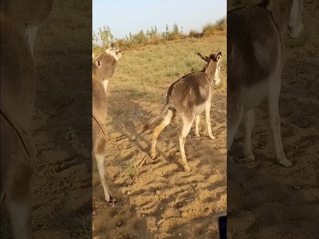 #donkeys #animals #donkey #funnydonkey #funnyanimal