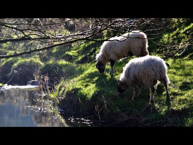 Ovis Aries - English Countryside