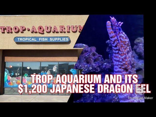 Trop Aquarium and its $1,200 Japanese Dragon Eel @Cebuano'sJourney