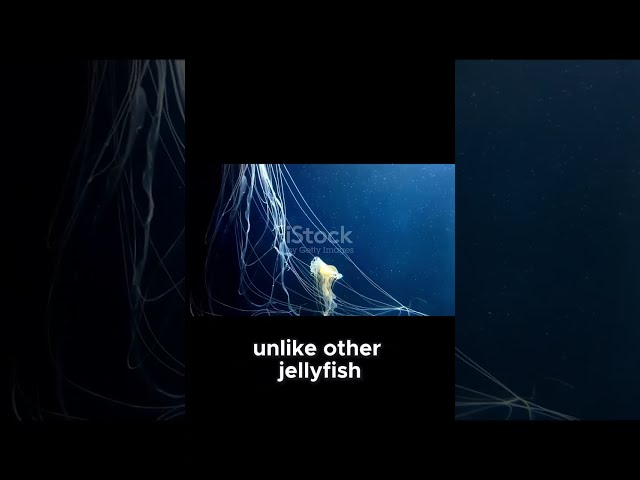 The Deadly Box Jellyfish  A Silent Assassin i