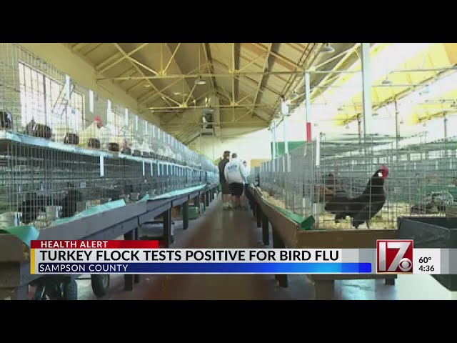 Turkey flock positive for bird flu in Sampson County