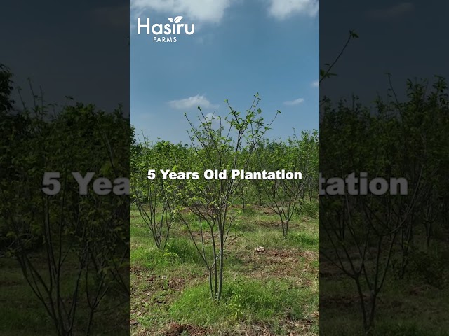 Hasiru farms [ brindavan ]  testimonial  by chaitra vasudevan