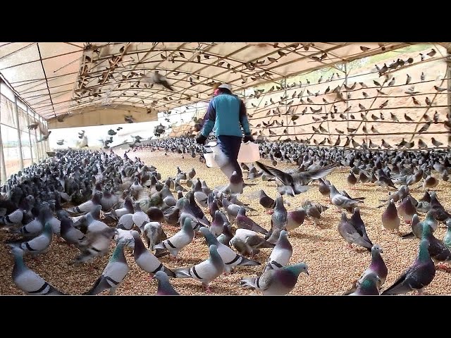 How Pigeons Farm Make Million Eggs and Meat - Inside Modern Organic Pigeons Farm