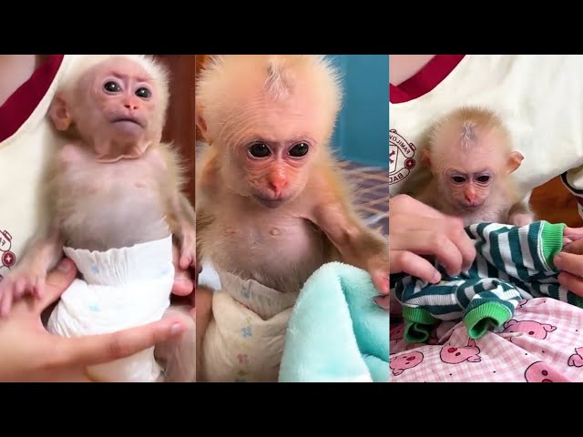 Super Smart! Lala asked Mom to change the baby's diaper when pee in bed By FamilyBiBi and MonkeyBiBi