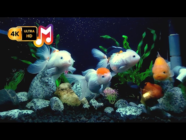 The Best Relaxing Fish Tank Video in 4K for Sleep, Stress Relief, and Calm Nights