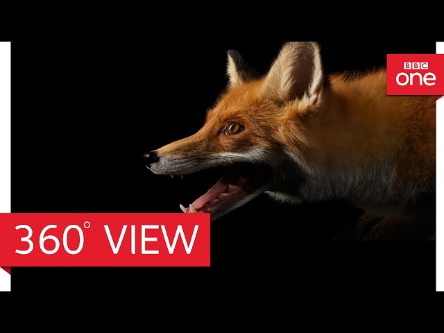 Fox's point of View at night 360° - Planet Earth II: Cities - BBC One'