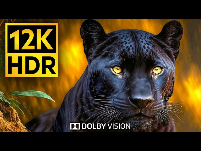 Get READY for the MOST IMMERSIVE Wildlife Experience in 12K HDR Video