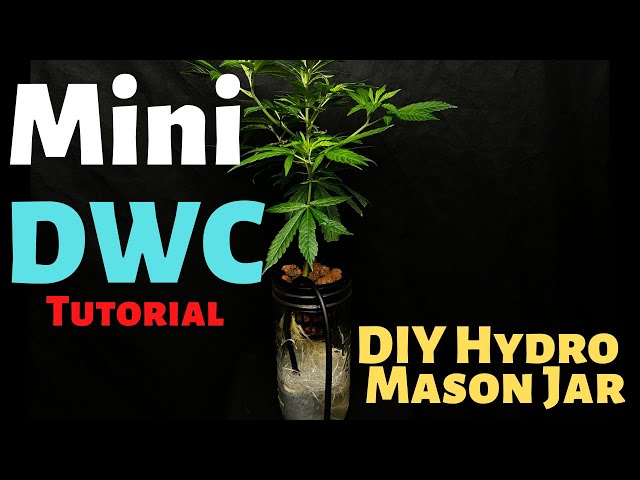 Mini Deep Water Culture In A Mason Jar (DIY DWC Hydroponics)