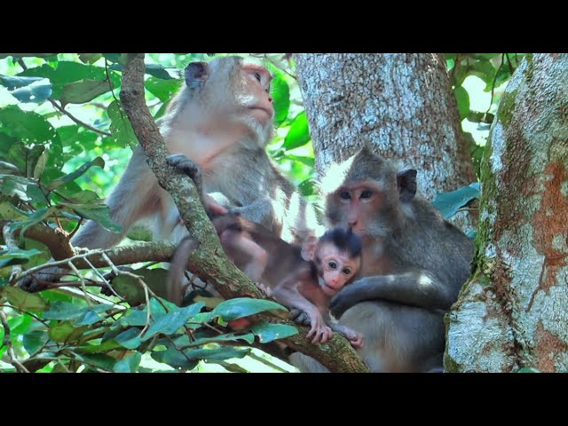 Baby Monkey Escaped and Hide Himself Behind Leaf 1.