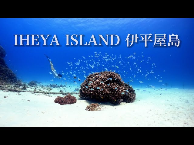 Snorkeling Tour to OKINAWA IHEYA ISLAND! ｜沖縄伊平屋島シュノーケリングツアー