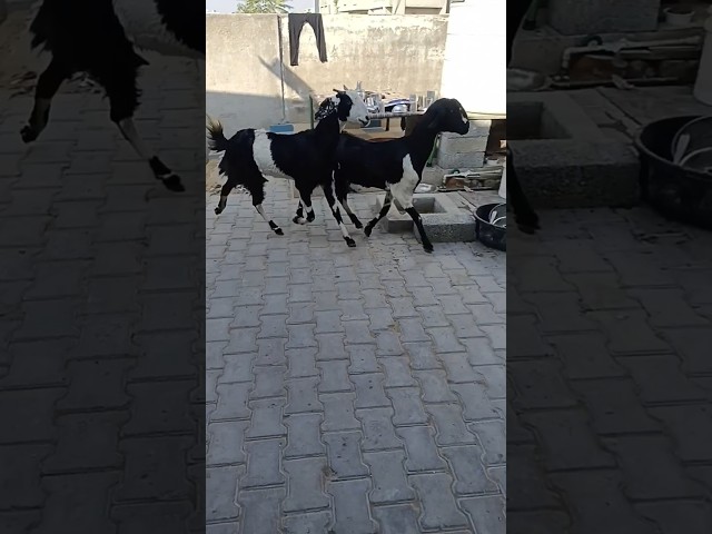 Funny Animals Goats 🐐🐐#wowyoutubeshorts #goat #100k #yt