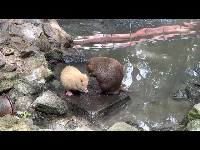 Bathing amazing animals