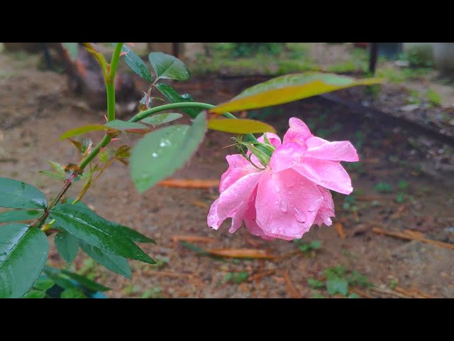 After the spring rain, the rain drops on the flowers and leaves, a cat en...