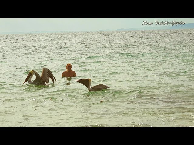 #Baignade avec les #PélicansBruns #CostaRica (#9) /#Swimming with #BrownPelicans / #AventureNature