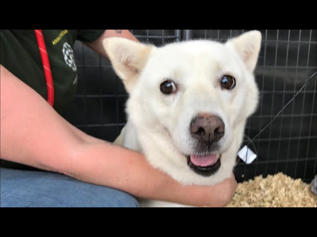 LIVE: Meet dogs rescued from the meat trade