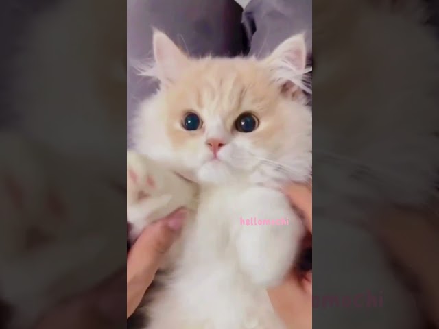 Found Your Adorable Kitten! ❤️😺 #hellomochi #cat #kitten #cats #badycat #cutecats #tiktok #shorts