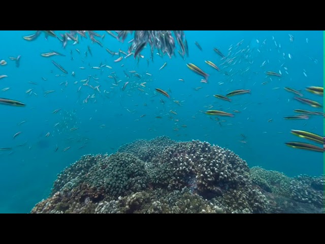 Fish sex. Lots of it... Wrasses Spawning in VR180