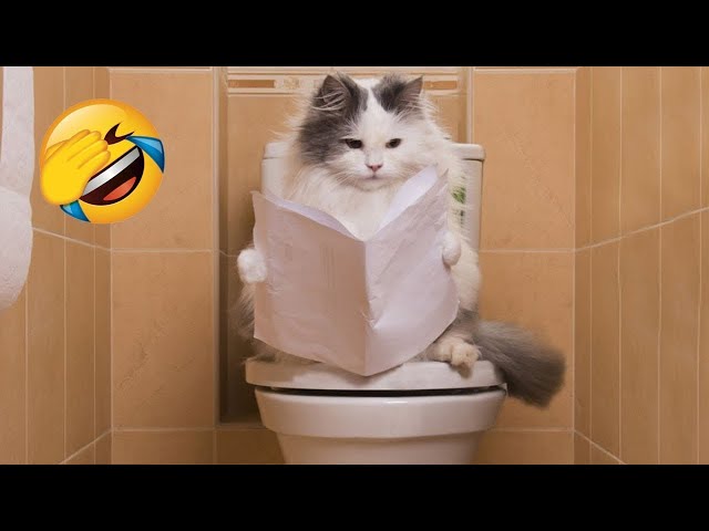 Funniest Animals 2024 🤣😅 New Funny Cats and Dogs Videos 😸🐶 Part