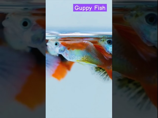 Guppy Fish || Farm Modernization || Ornamental Fish #viralvideo #facts #aquariumfish #animals