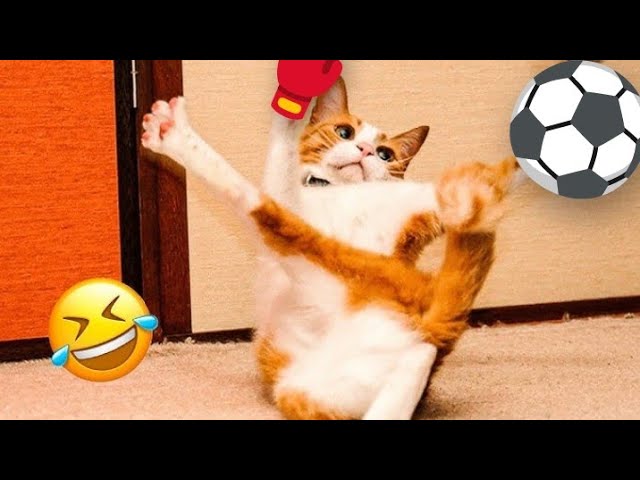 Funniest animals video 2024🤣🤣 Cats Dogs