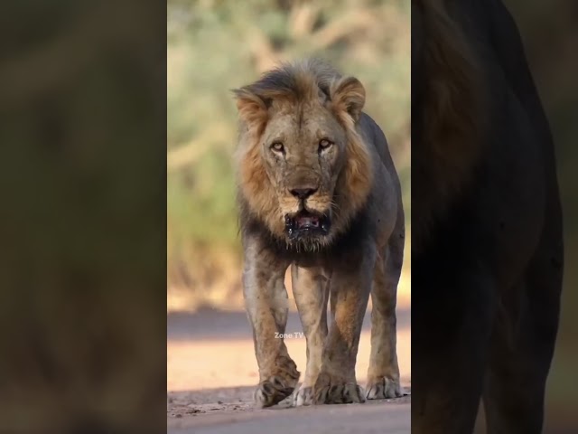 Why does a lion have to eat all the meat of the animal's throat. Zone TV #zonetv #shorts