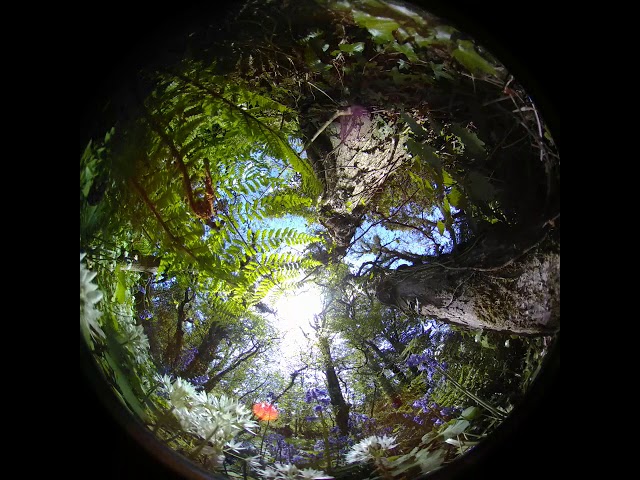 Trees, 360, Immersive Cinema, Dome, Fulldome, VR, Virtual Reality