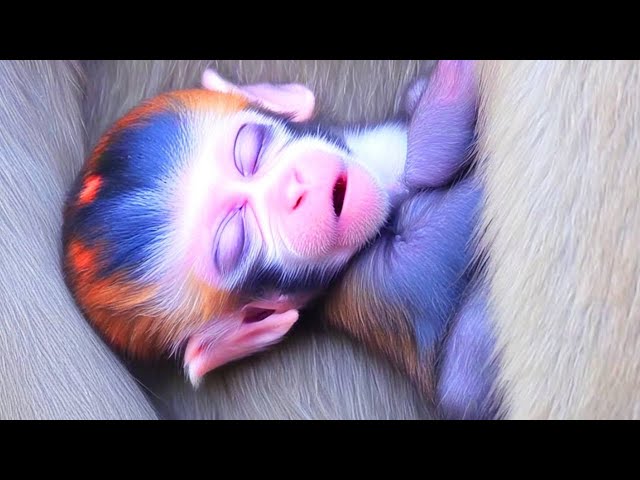 OMG! Baby Monkey's Playful Antics Will Melt Your Heart