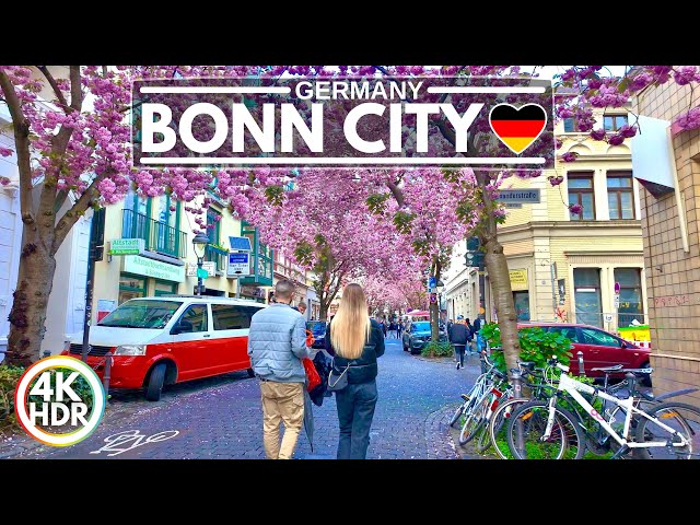 🌸 2024 Pretty Cherry Blossoms in Bonn Germany, Full Bloom - 4K HDR Walking Tour